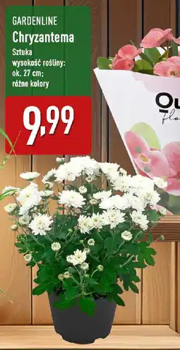 ALDI GARDENLINE Chryzantema oferta