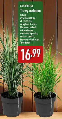 ALDI GARDENLINE Trawy ozdobne oferta