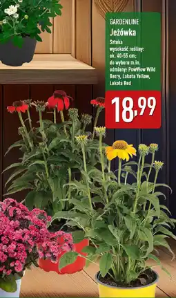 ALDI GARDENLINE Jeżówka oferta