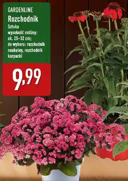 ALDI GARDENLINE Rozchodnik oferta