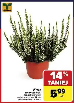 Carrefour Wrzos trio 25cm w don. 12cm Tomaszewski oferta