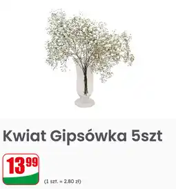 Dino Kwiat Gipsówka 5 szt oferta