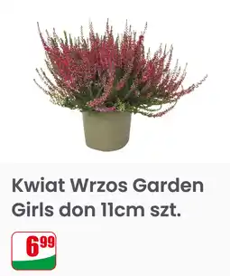 Dino Kwiat Wrzos Garden Girls don 11 cm szt oferta