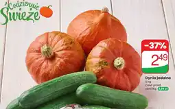 Dino Dynia jadalna Codziennie świeże oferta