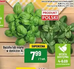 Polomarket Bazylia lub mięta POLOmarket oferta