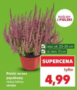 Kaufland Polski wrzos pączkowy oferta