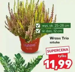 Kaufland Wrzos Trio oferta