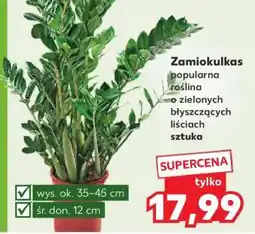 Kaufland Zamiokulkas oferta
