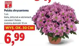 Lidl Chryzantema fioletowa don. 12 cm oferta