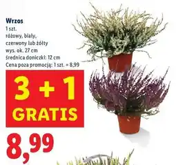 Lidl Wrzos 12 cm żółty oferta