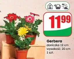 Dino Gerbera kwitnąca 20 cm oferta