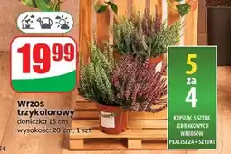 Dino Wrzos trzykolorowy 12 cm oferta
