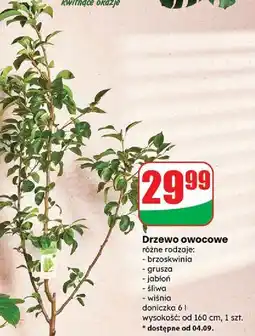 Dino Wiśnia oferta