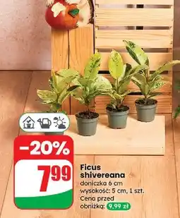 Dino Ficus shivereana 6 cm oferta