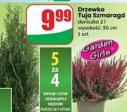 Dino Tuja szmaragd don. 2 l oferta