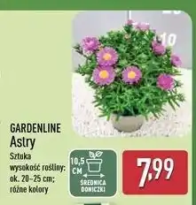 ALDI Astry don. 10.5 cm Gardenline oferta