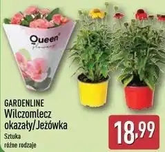 ALDI Jeżówka Gardenline oferta