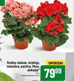 Polomarket Roślina doniczkowa oferta