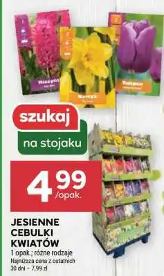 Stokrotka Market Jesienne cebulki kwiatów oferta