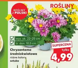 Kaufland Chryzantema Ok oferta