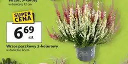Auchan Wrzos oferta