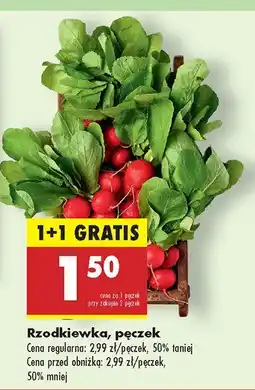 Biedronka Rzodkiewka pęczek Biedronka oferta