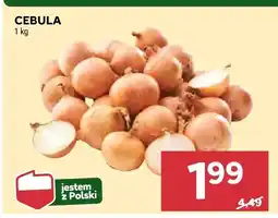 Stokrotka Warzywo cebula Stokrotka oferta