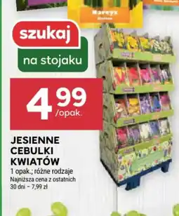 Stokrotka Jesienne cebulki kwiatów oferta