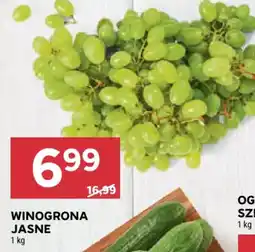 Stokrotka Winogrona jasne oferta