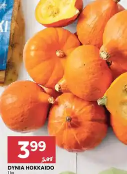 Stokrotka Dynia Hokkaido oferta
