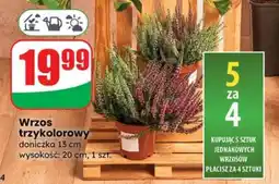 Dino Wrzos trzykolorowy oferta