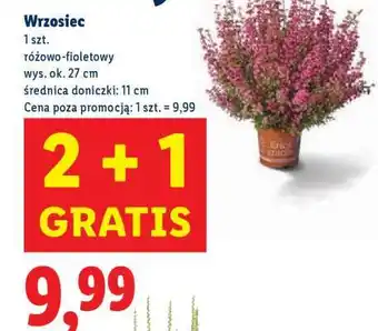 Lidl Wrzosiec oferta