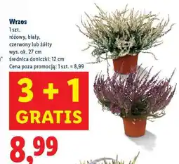 Lidl Wrzos oferta