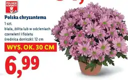 Lidl Polska chryzantema oferta