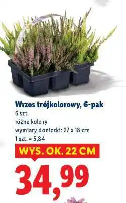 Lidl Wrzos trójkolorowy, 6-pak oferta