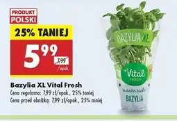 Biedronka Bazylia Vital Fresh oferta