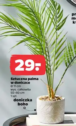 Netto Doniczka Palma oferta