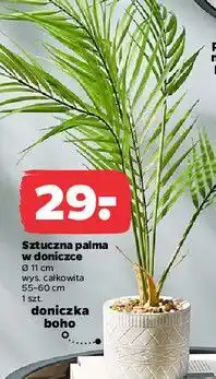 Netto Palma w doniczce oferta