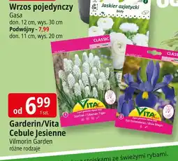 E.Leclerc Irys holenderski Vita Line oferta