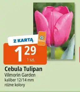 E.Leclerc Cebulka tulipana Vilmorin Garden oferta