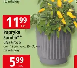 E.Leclerc Papryka samba 12 cm Gmf Group oferta