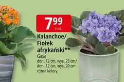 E.Leclerc Fiołek afrykański 12 cm Gasa oferta