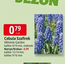 E.Leclerc Krokus wiosenny Vilmorin Garden oferta