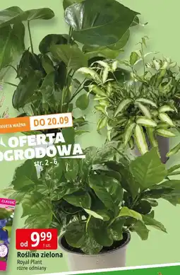 E.Leclerc Roślina zielona Royal Plant oferta