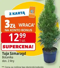 E.Leclerc Tuja szmaragd Botanika oferta