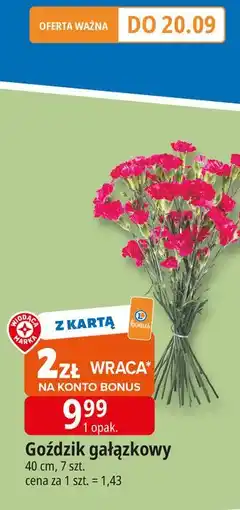 E.Leclerc Goździk oferta