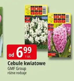 E.Leclerc Cebule kwiatowe mix Gmf Group oferta