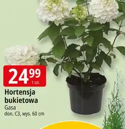 E.Leclerc Hortensja bukietowa don. 19 cm Gasa oferta