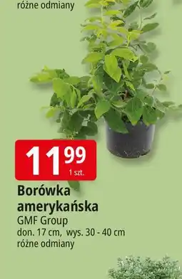 E.Leclerc Borówka amerykańska 17 cm Gmf Group oferta