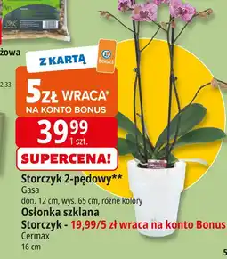 E.Leclerc Osłonka szklana storczyk 16 cm Cermax oferta